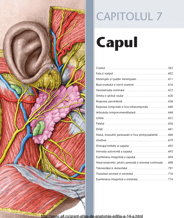 Anatomia capului imagini